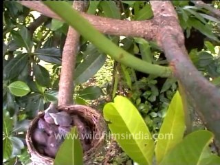 Paradise Flycatcher-2