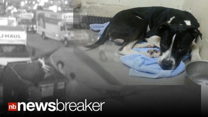 CAUGHT ON TAPE: Cops Searching for Three Men Who Tossed Live Dog in Dumpster