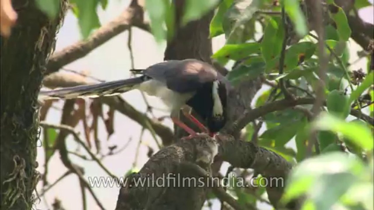 Red Billed blue Magpie-hdc-147-2
