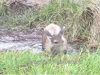 Sambar-kanha-mdv-540-4