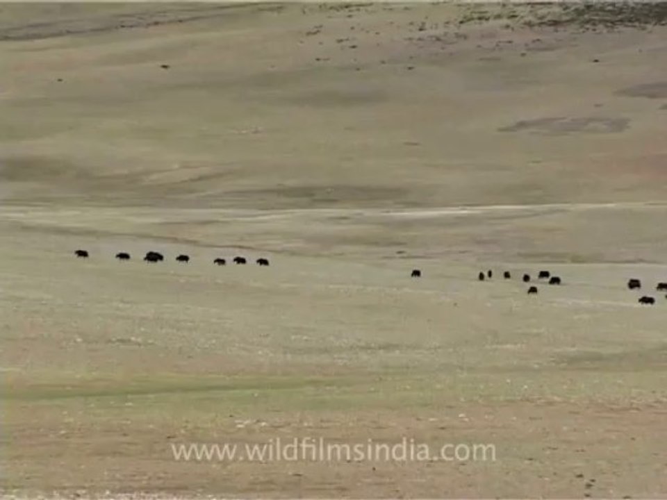 Tibet-mansarovar-2