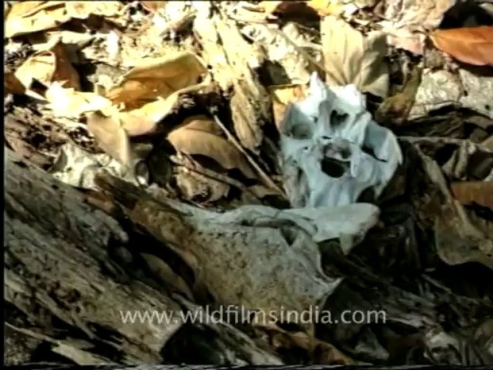 andamans&nicobar-8-1