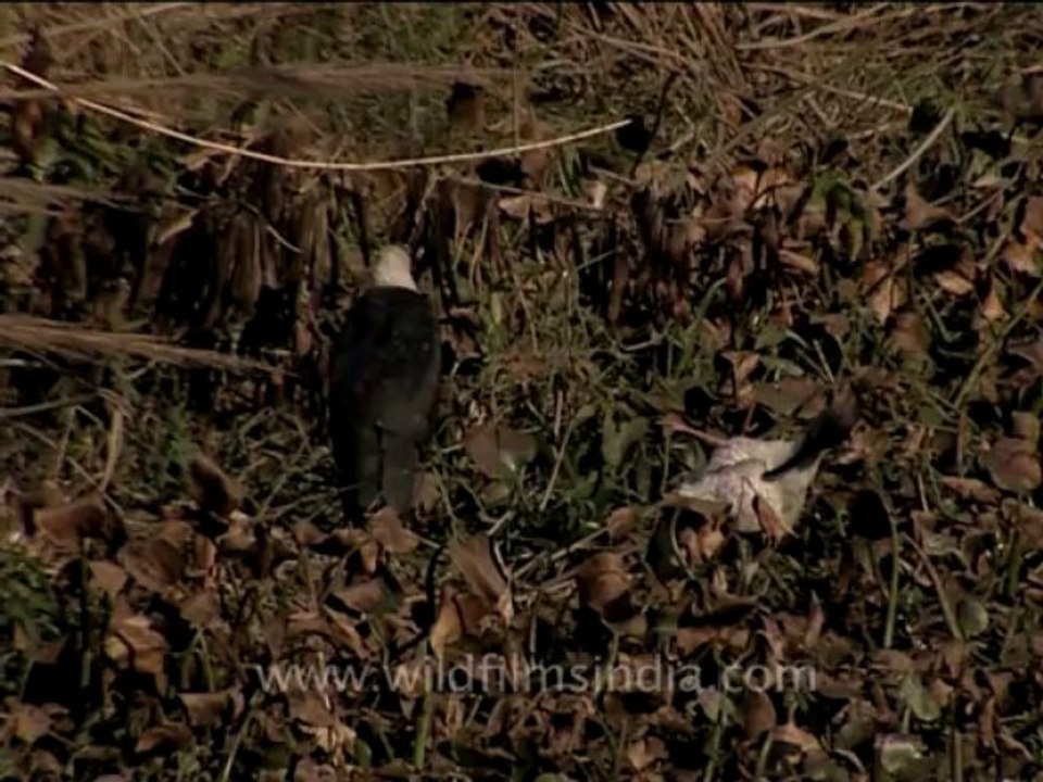 wildlife-birds-14-2