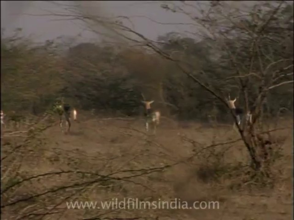 Wildlife-deer-2