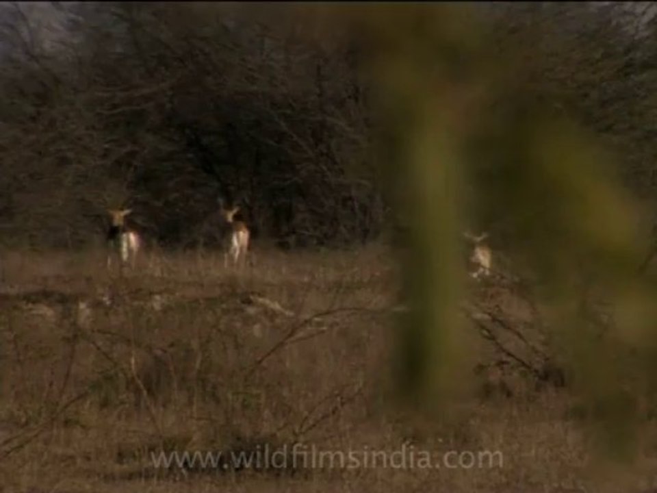 Wildlife-deer-3