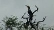 wildlife_birds_15-3-a pair of Pied Hornbills sitting on a dead tree-top and calling away