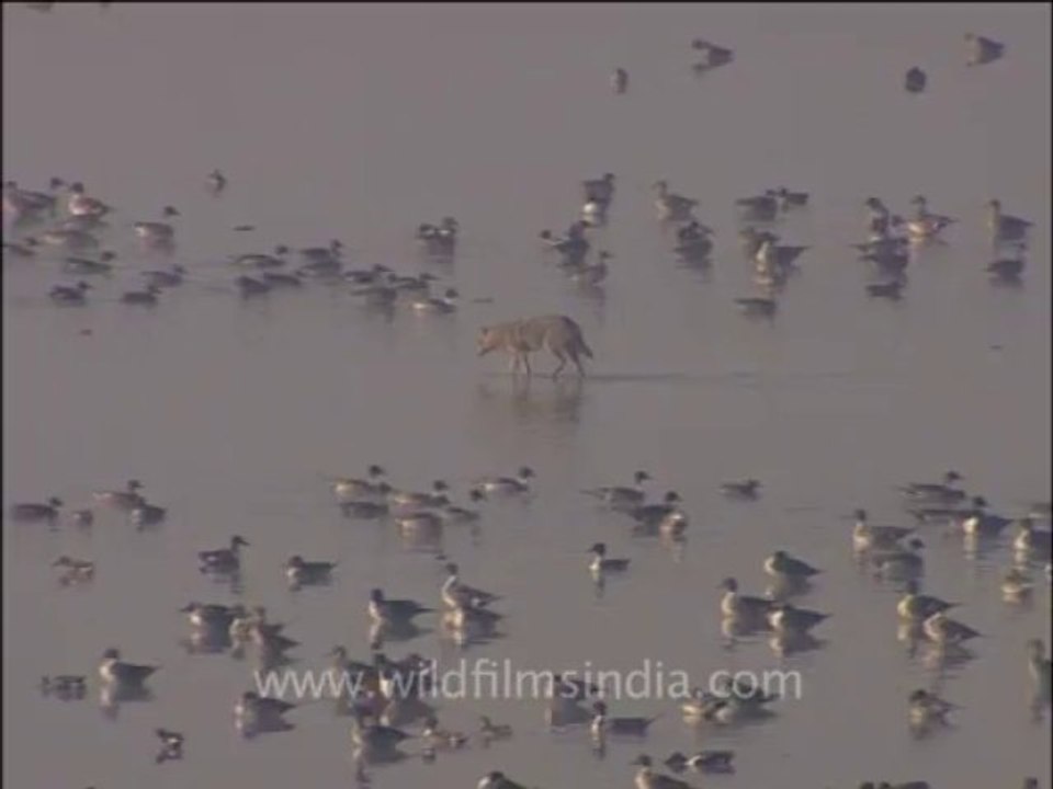 wildlife_misc-3-10