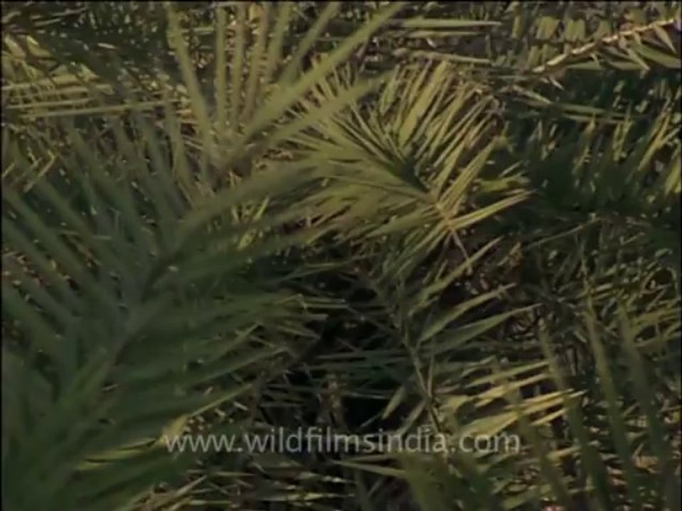 wildlife_misc-3-4