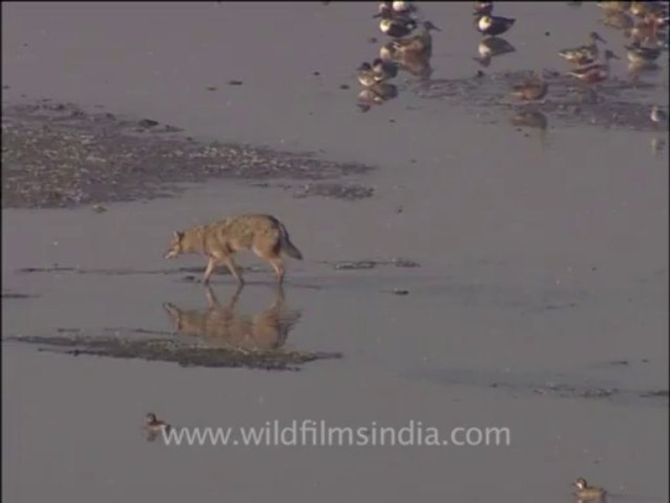 wildlife_misc-3-6