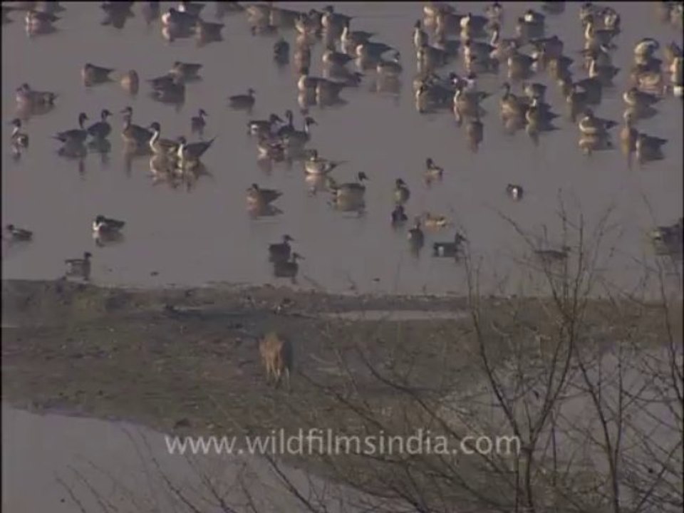 wildlife_misc-3-7