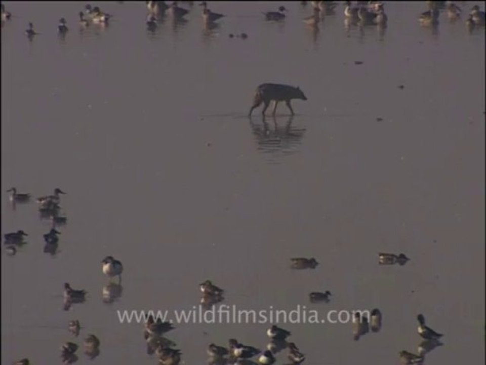 wildlife_misc-3-9