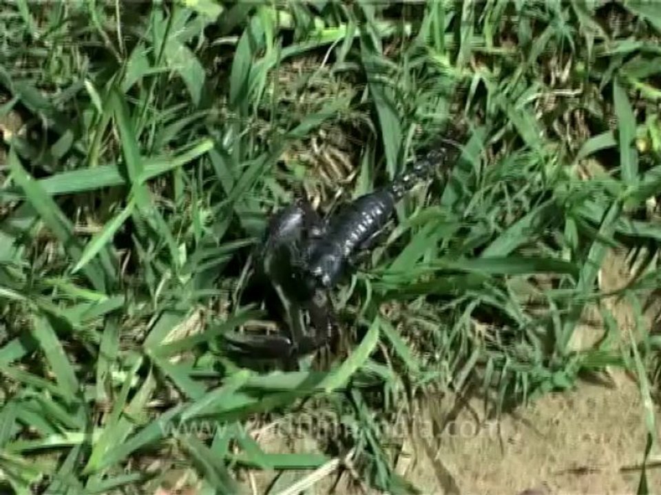 wildlife_misc-5-2
