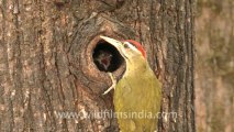 woodpecker-landour-4