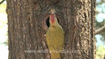 woodpecker-landour-6