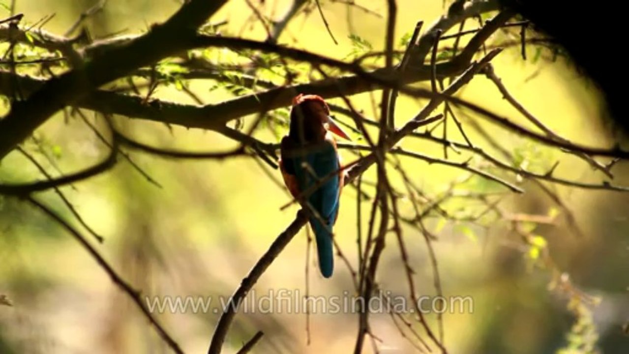Kingfisher