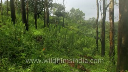 panchgani-krishna valley-1