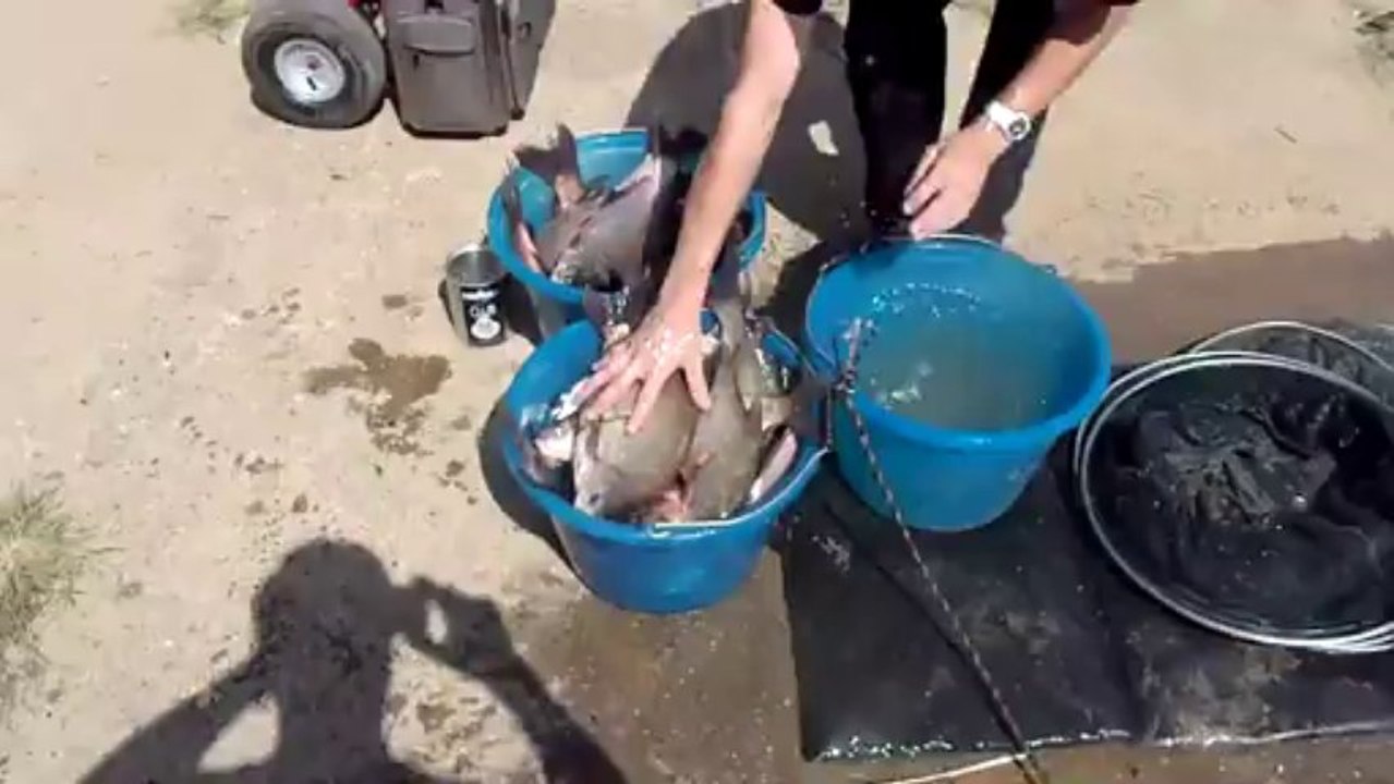 Pêche record de brème en Saône by Rocco du Fishing Urban Klubb le 23 08 2013