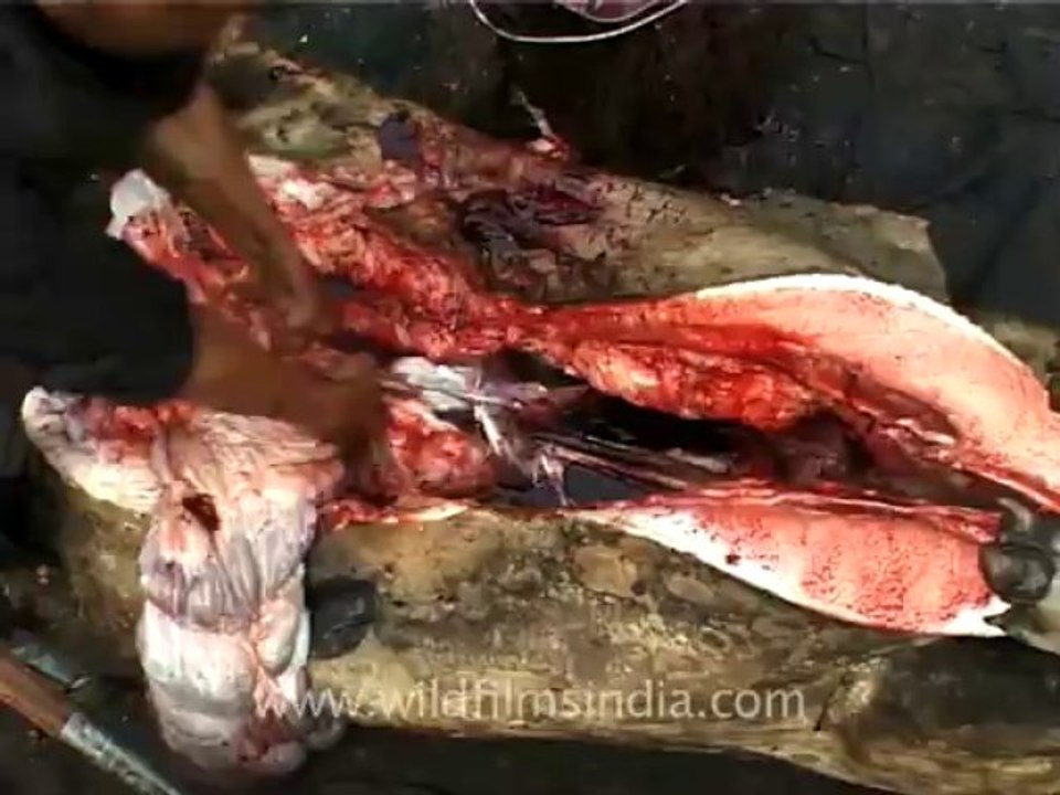 animal slaughter-1