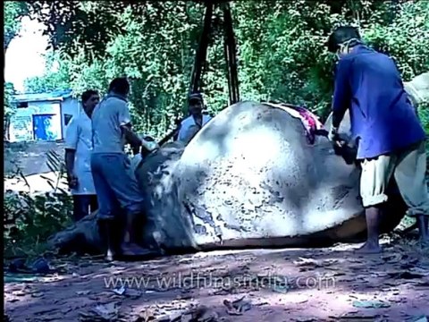 Assam-kaziranga-mdv-1002-1