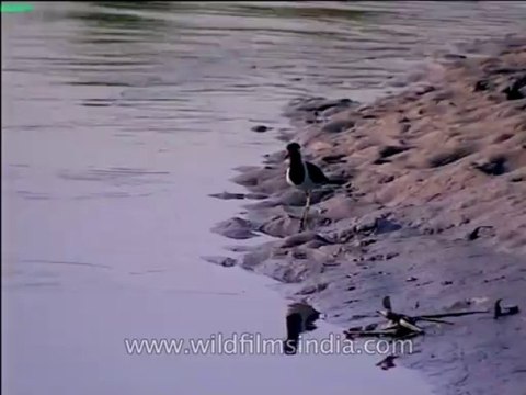 Assam-kaziranga-mdv-1002-11