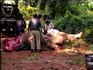 Assam-kaziranga-mdv-1002-13