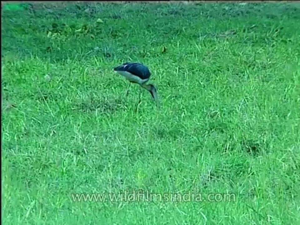 Assam-kaziranga-mdv-1002-14