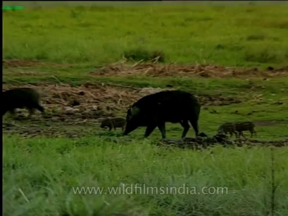 Assam-kaziranga-mdv-1002-18