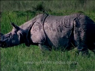 Assam-kaziranga-mdv-1002-19