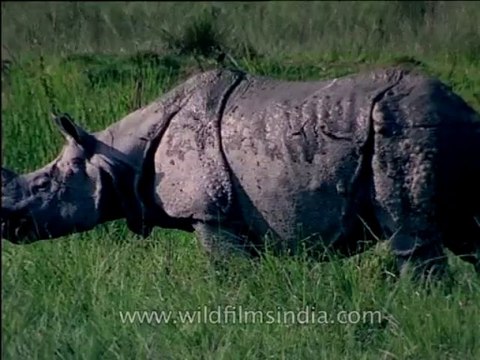Assam-kaziranga-mdv-1002-19