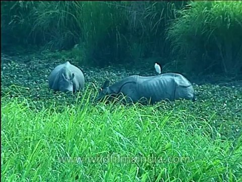 Assam-kaziranga-mdv-1002-5