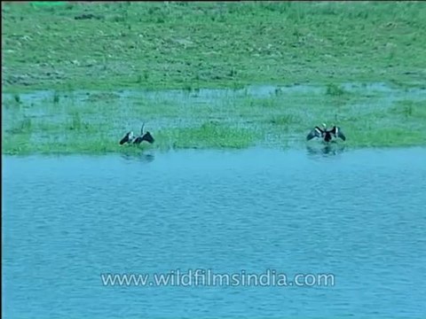 Assam-kaziranga-mdv-1002-7