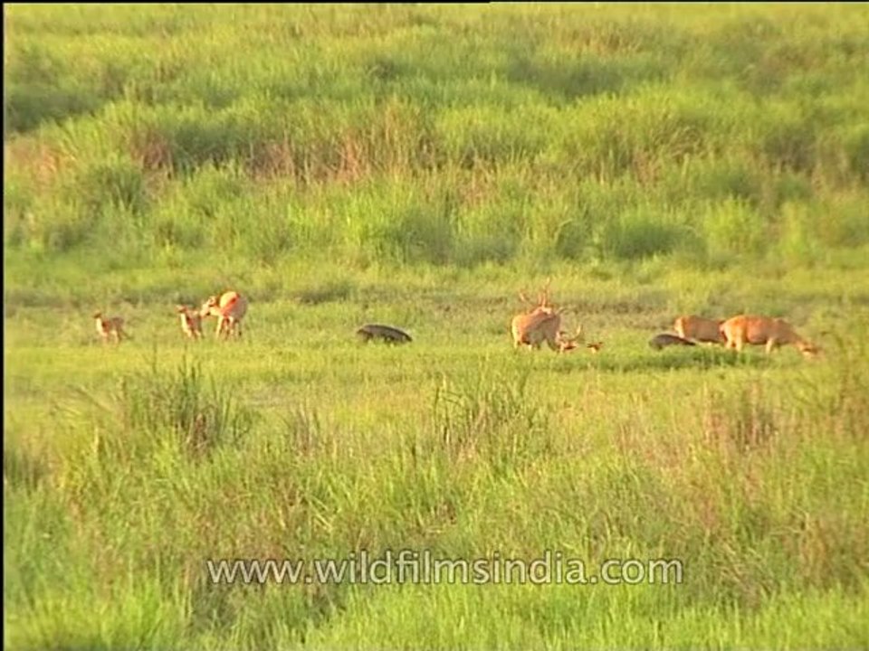 Assam-kaziranga-mdv-1002-9