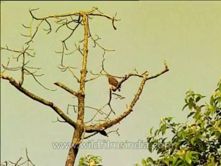 Assam-kaziranga-mdv-1003-1