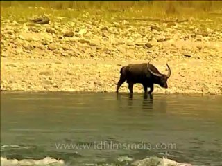 Assam-kaziranga-mdv-1003-2