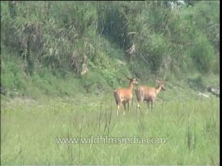 Assam-kaziranga-mdv-961-1-2