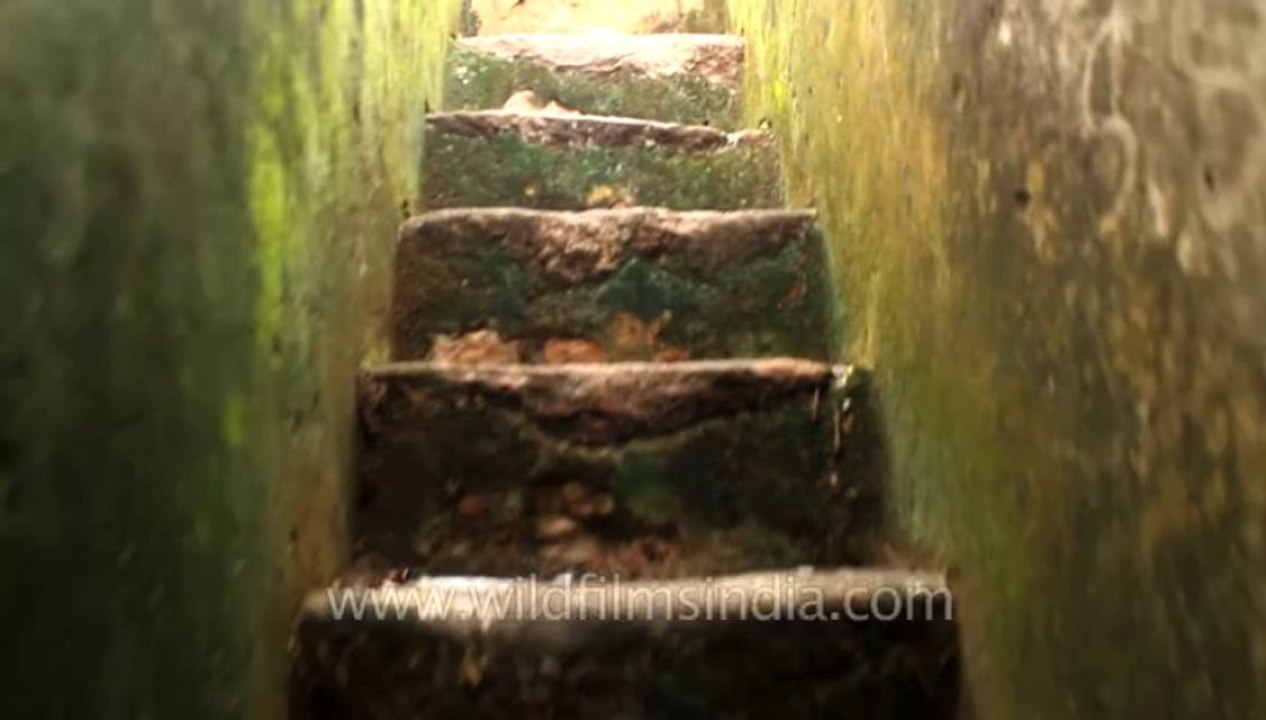 baoli 1