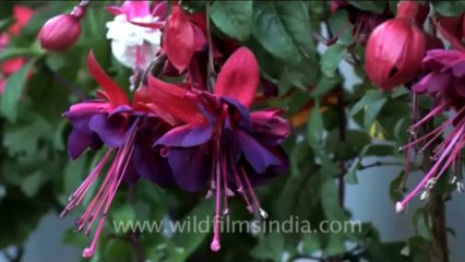 bhutan-thimphu-flower-4