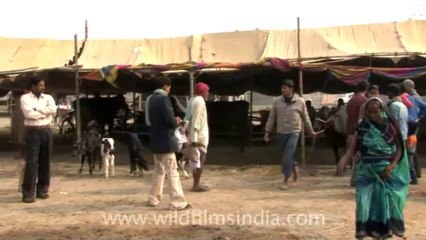 bihar-sonepur fair-hdv-269-4