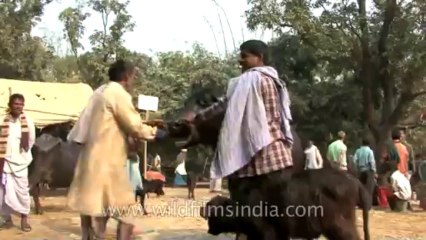 bihar-sonepur fair-hdv-269-9