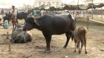 Bihar-Sonepur Fair-hdv-270-16