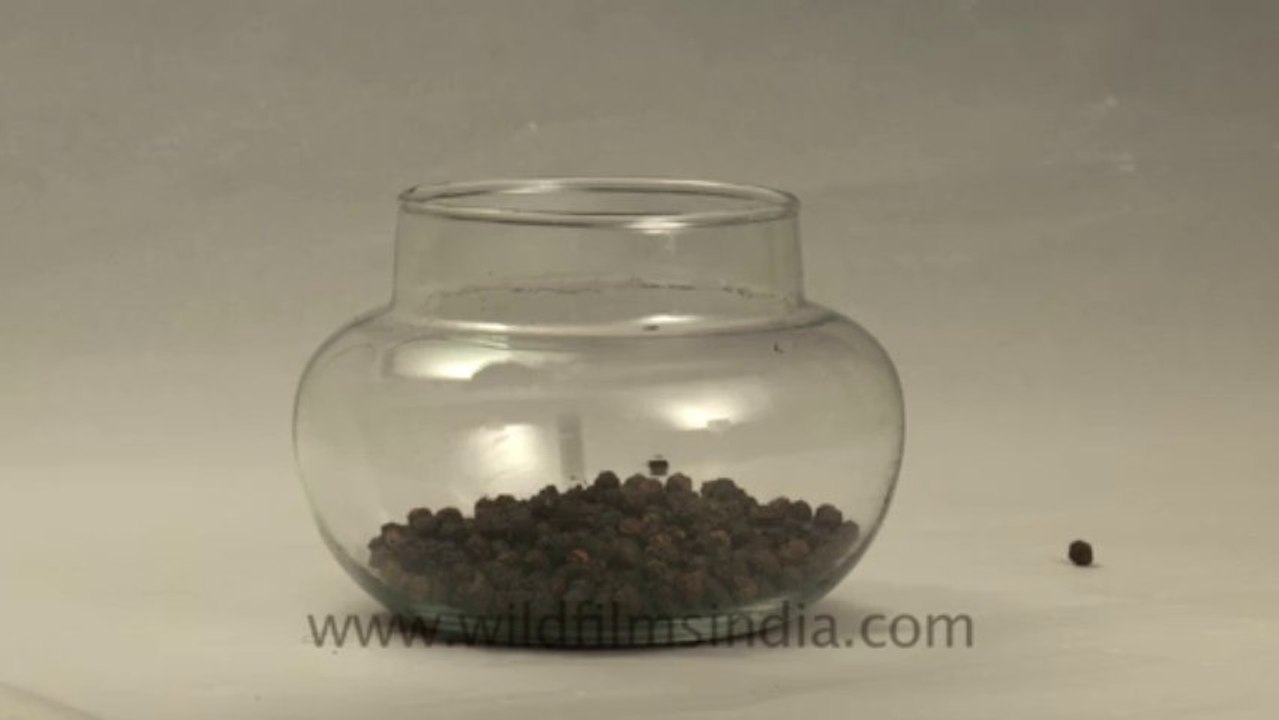 Black pepper-11