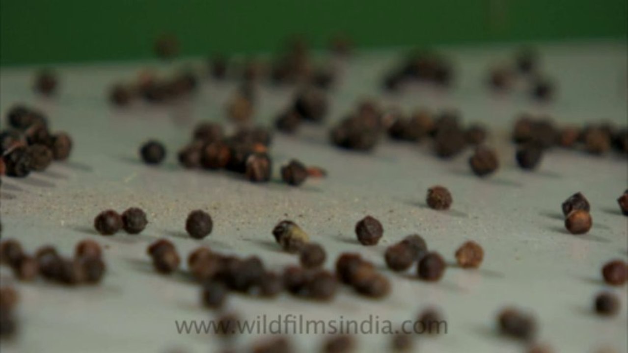 Black pepper-5