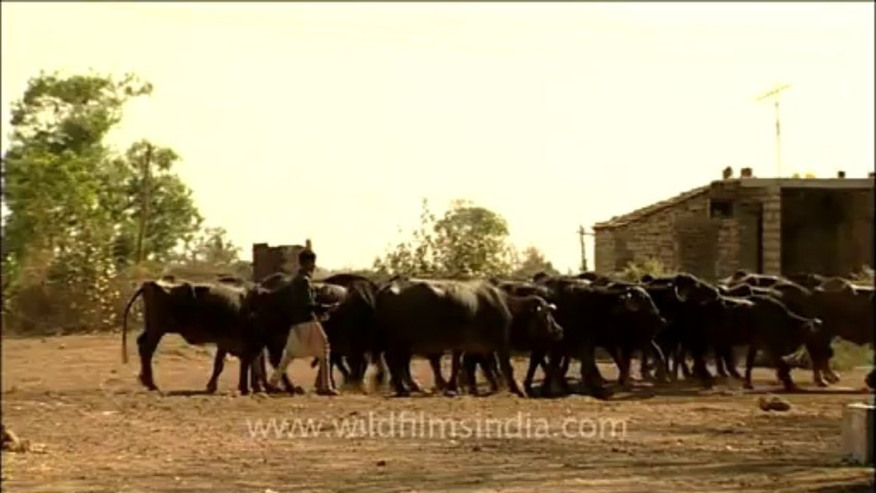 Buffalo-gir