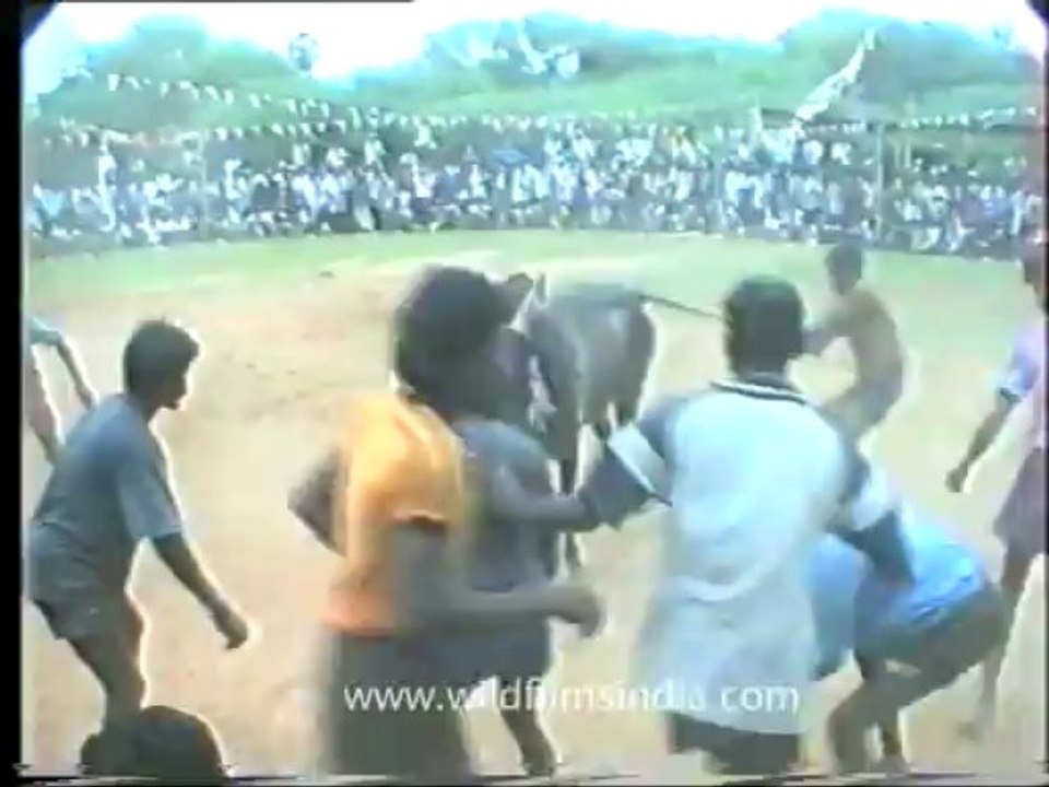 Bull fighting-pongal-5