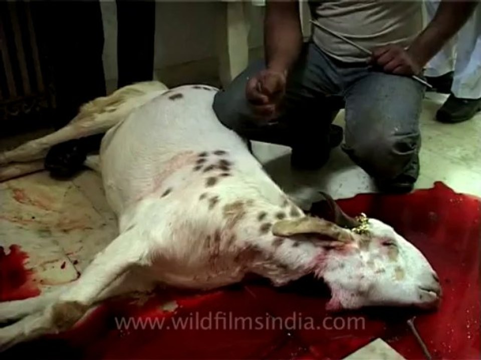 Delhi-Eid-18-Goat Sacrifice