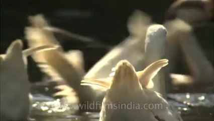 Delhi-Zoo-Ducks-HDC-5-2