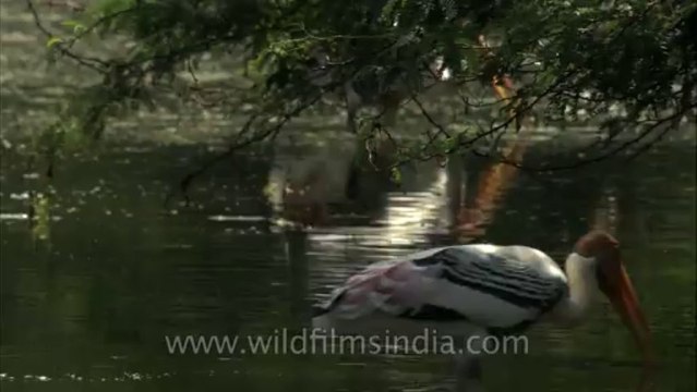 Delhi-Zoo-Painted Stork-HDC-5-11