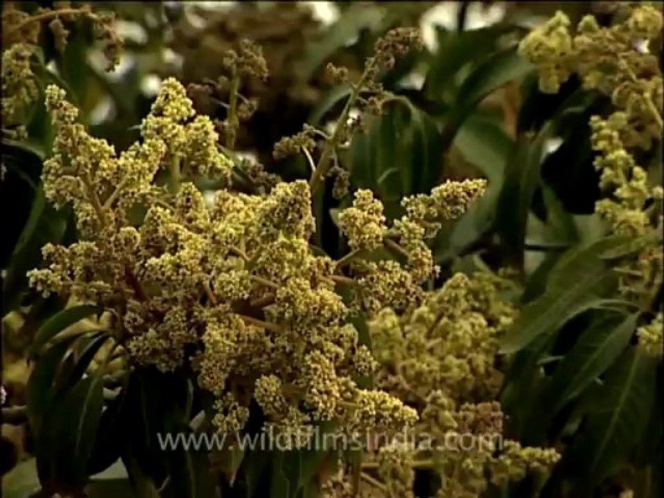 flora trees-14