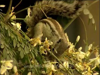 flora trees-15-squirrel