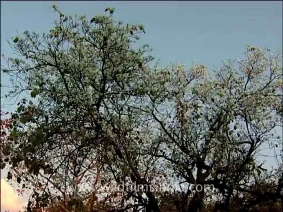 flora trees-2